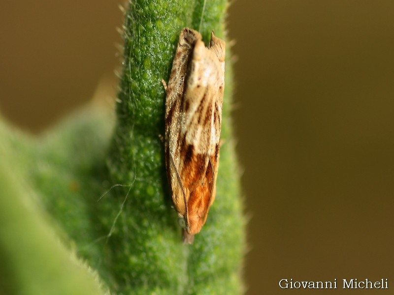Altra micro da ID -  Eucosma cana (cfr.), Tortricidae